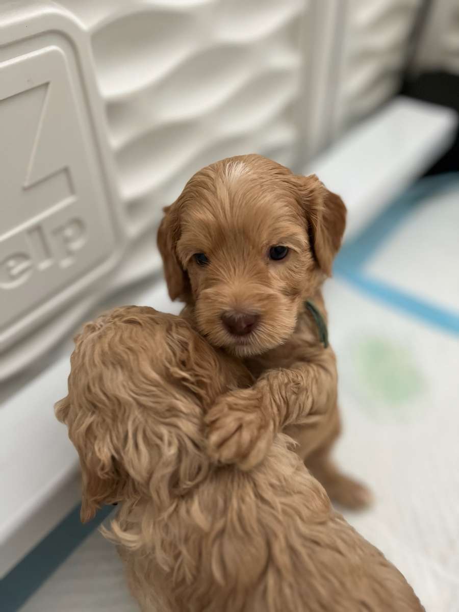 Origin Of The Australian Cobberdog Origin Of The Australian Cobberdog